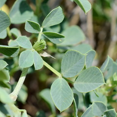 Medicago cretacea