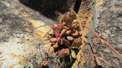 Crassula atropurpurea