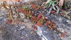 Crassula atropurpurea