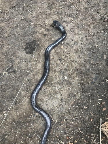 Boulenger's Garter Snake