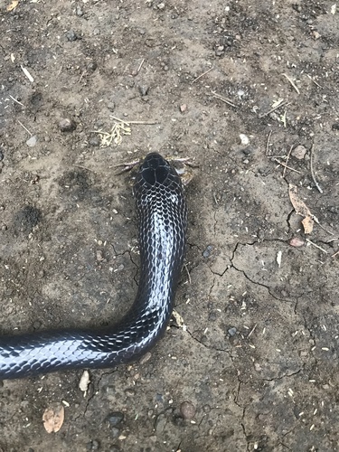 Boulenger's Garter Snake