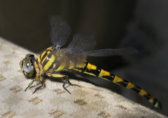 Paragomphus reinwardtii