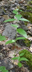 Vincetoxicum ucrainicum