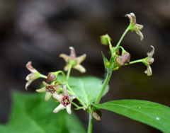 Vincetoxicum ucrainicum