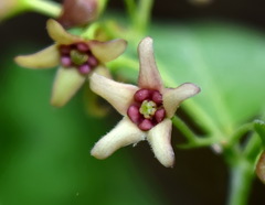 Vincetoxicum ucrainicum
