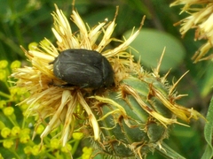 Protaetia morio
