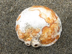 Crepipatella