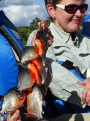 Pygocentrus nattereri