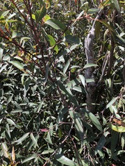 Eucalyptus stricta