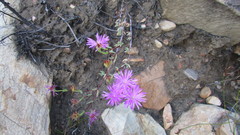 Lampranthus falcatus