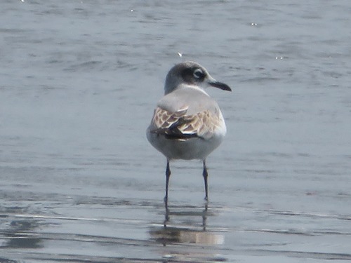 Mouette de Franklin, jeune