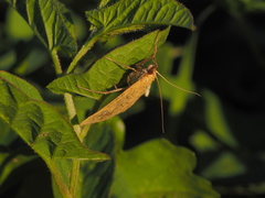 Sitochroa verticalis