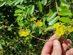 Sphedamnocarpus pruriens