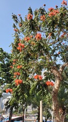 Spathodea campanulata