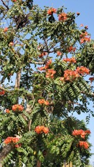 Spathodea campanulata