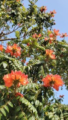 Spathodea campanulata