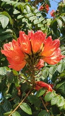 Spathodea campanulata