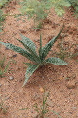 Ledebouria ensifolia