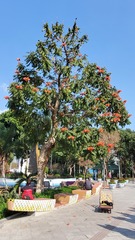 Spathodea campanulata