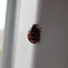 Harmonia axyridis