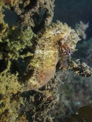 Hippocampus comes