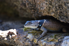 Sceloporus mucronatus