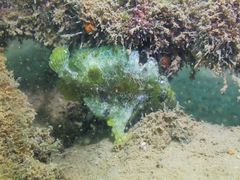 Abantennarius nummifer