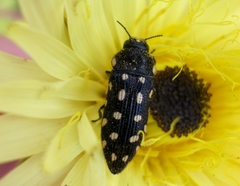 Acmaeodera octodecimguttata