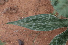 Ledebouria ensifolia