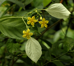 Pseudomussaenda stenocarpa