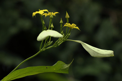 Pseudomussaenda stenocarpa