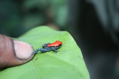 Ranitomeya reticulata