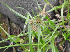 Cyperus congestus