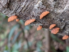 Anthracophyllum
