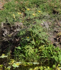 Solanum fructu-tecto