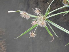 Cyperus congestus