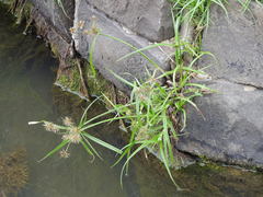 Cyperus congestus