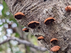 Anthracophyllum