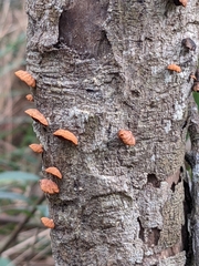 Anthracophyllum