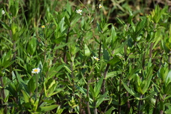 Jaegeria bellidiflora