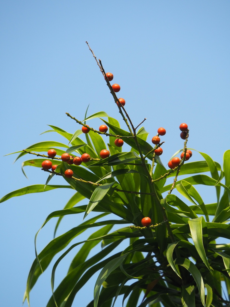 Dracaena angustifolia — an easy houseplant, prefers partial sun light