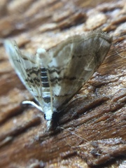 Trichophysetis cretacea