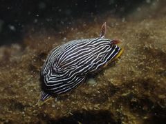 Chromodoris lineolata