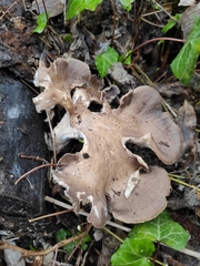 Pleurotus ostreatus