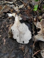 Pleurotus ostreatus