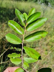 Grewia monticola