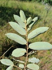 Grewia monticola