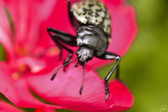 Cypherotylus californicus