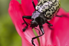 Cypherotylus californicus