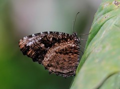 Elymnias nesaea